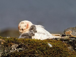 Schneeeulen-Weibchen mit Jungvögeln (Foto: K.-O. Jacobsen)
