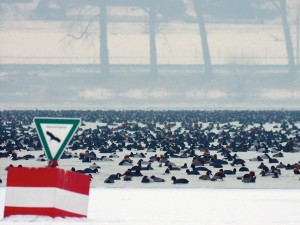 Wintervogelzährlung (Foto: H. Jacoby)