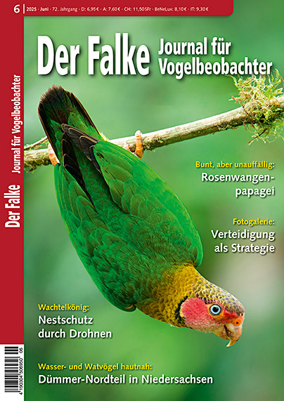 Der Falke 6/2025