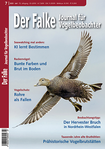 Der Falke 7/2025