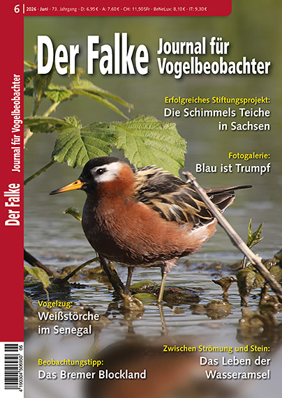 Der Falke 6/2026